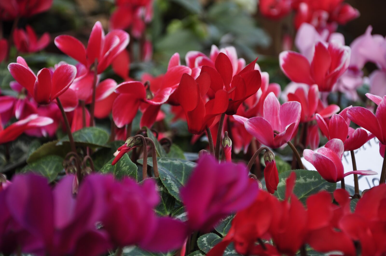 Nikon D5000 sample photo. Flowers, cyclamen, red photography