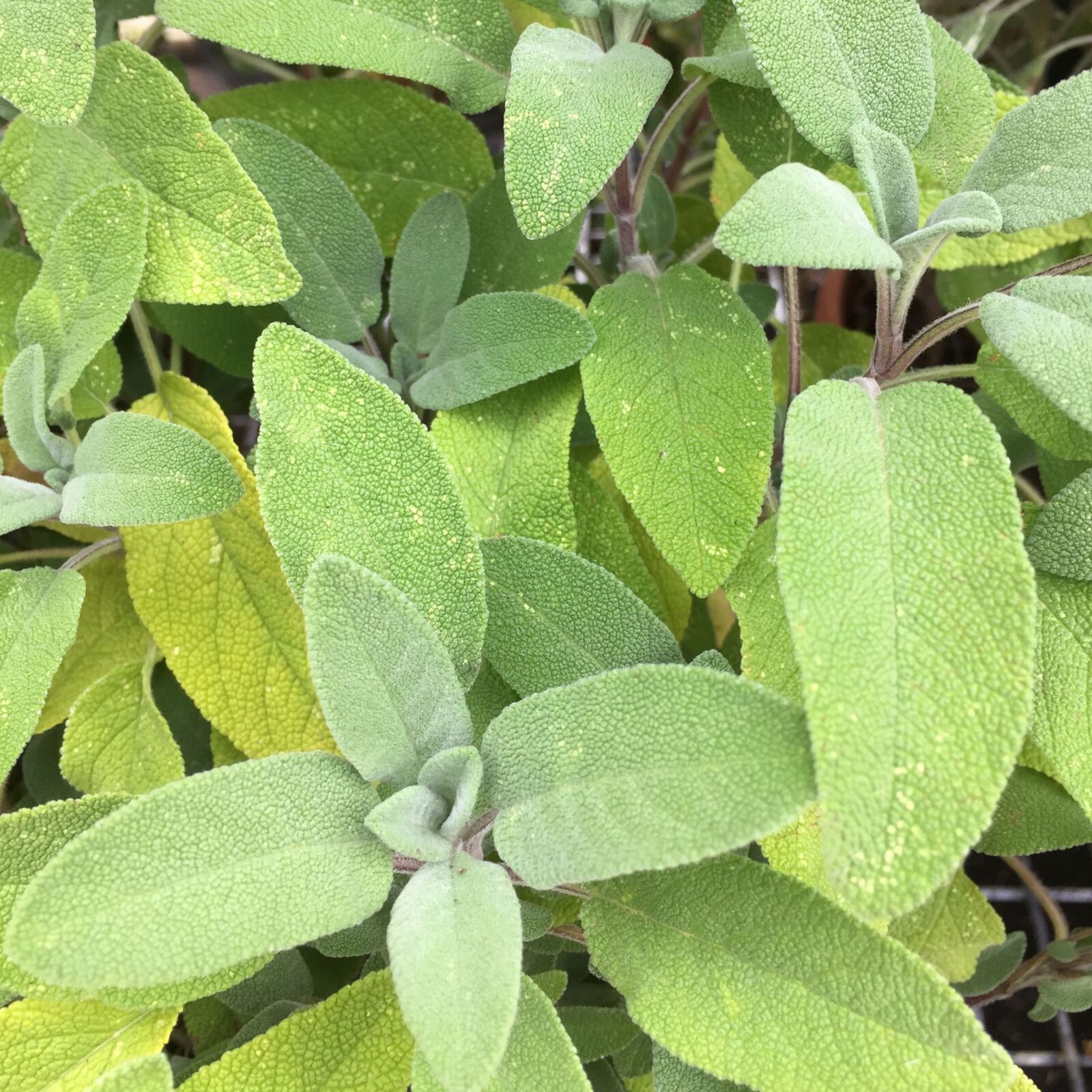 Apple iPhone 6 sample photo. Fresh, green, herb, sage photography