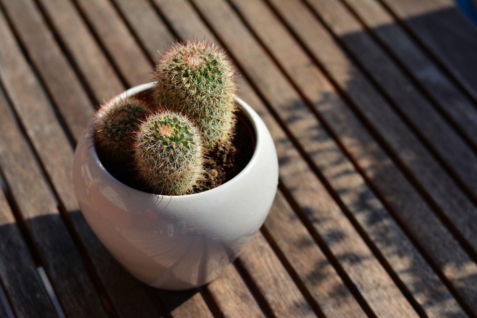 Nikon D5200 sample photo. Cactus, flowerpot, balcony photography
