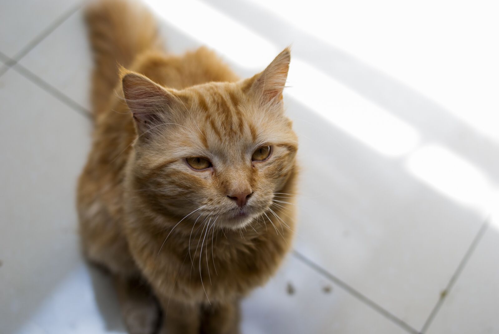 Nikon D60 sample photo. Nice, animalia, domestic photography