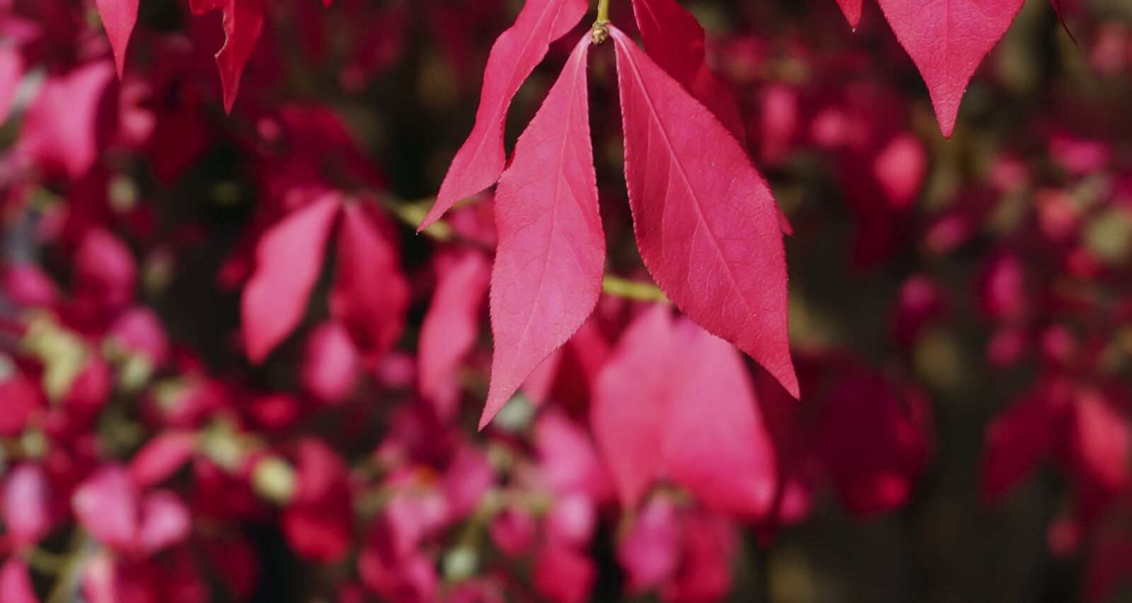Sony a6000 sample photo. "Tree, autumn, plant" photography