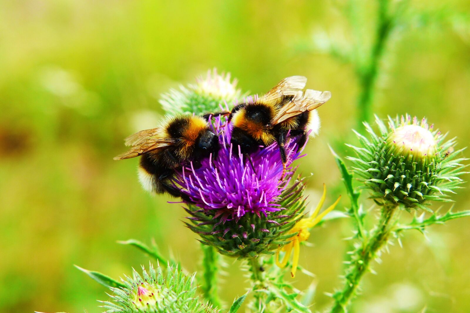 Panasonic Lumix DMC-FZ200 sample photo. Bumblebee gas, pszczo owate photography