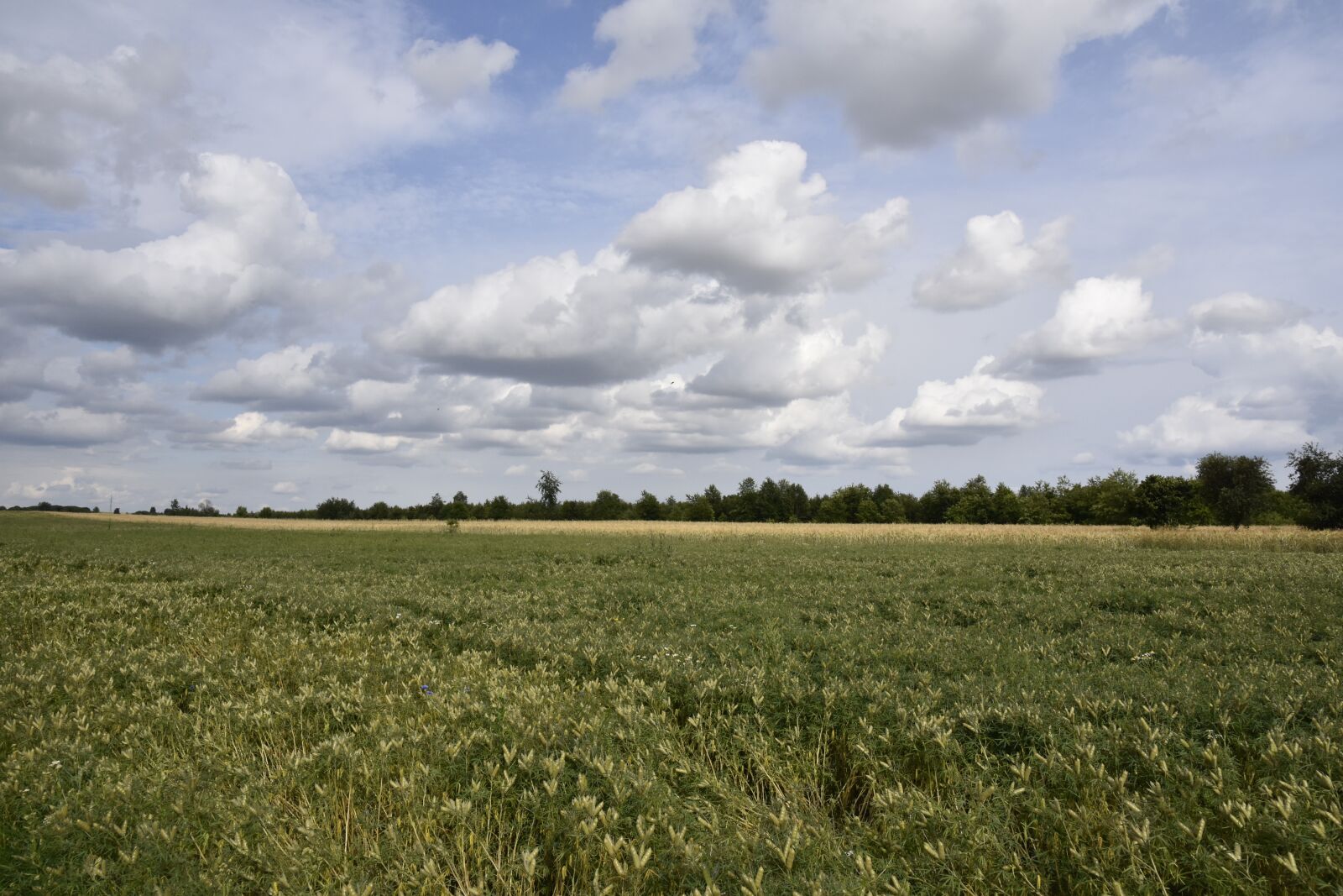 Nikon D7200 sample photo. Fields, landscape, nature photography