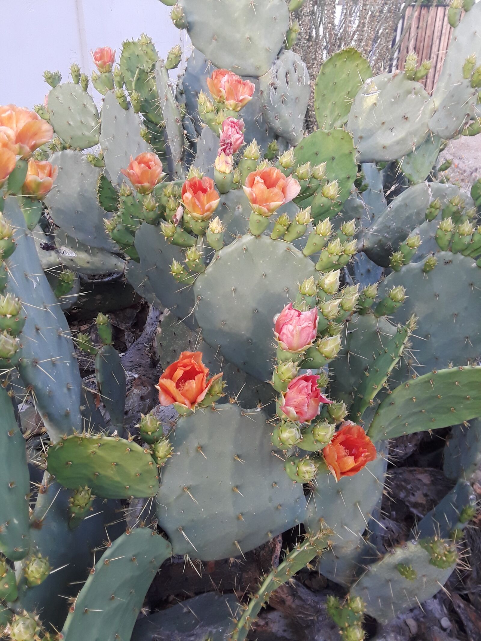 Samsung Galaxy J7 sample photo. Cactus in spring, cactus photography