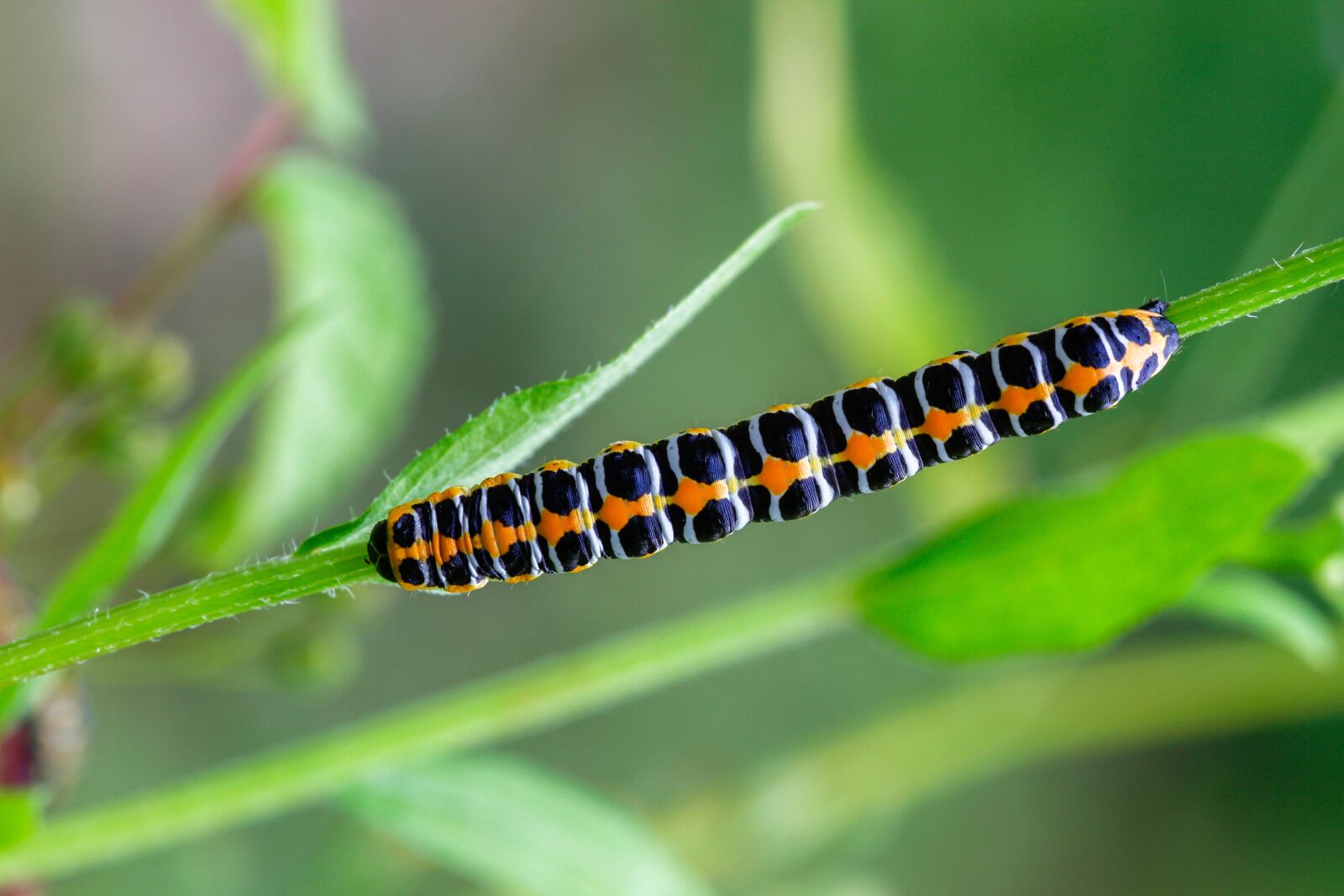 Canon EOS 7D sample photo. Caterpillar, cos-monk, cucullia lactucae photography