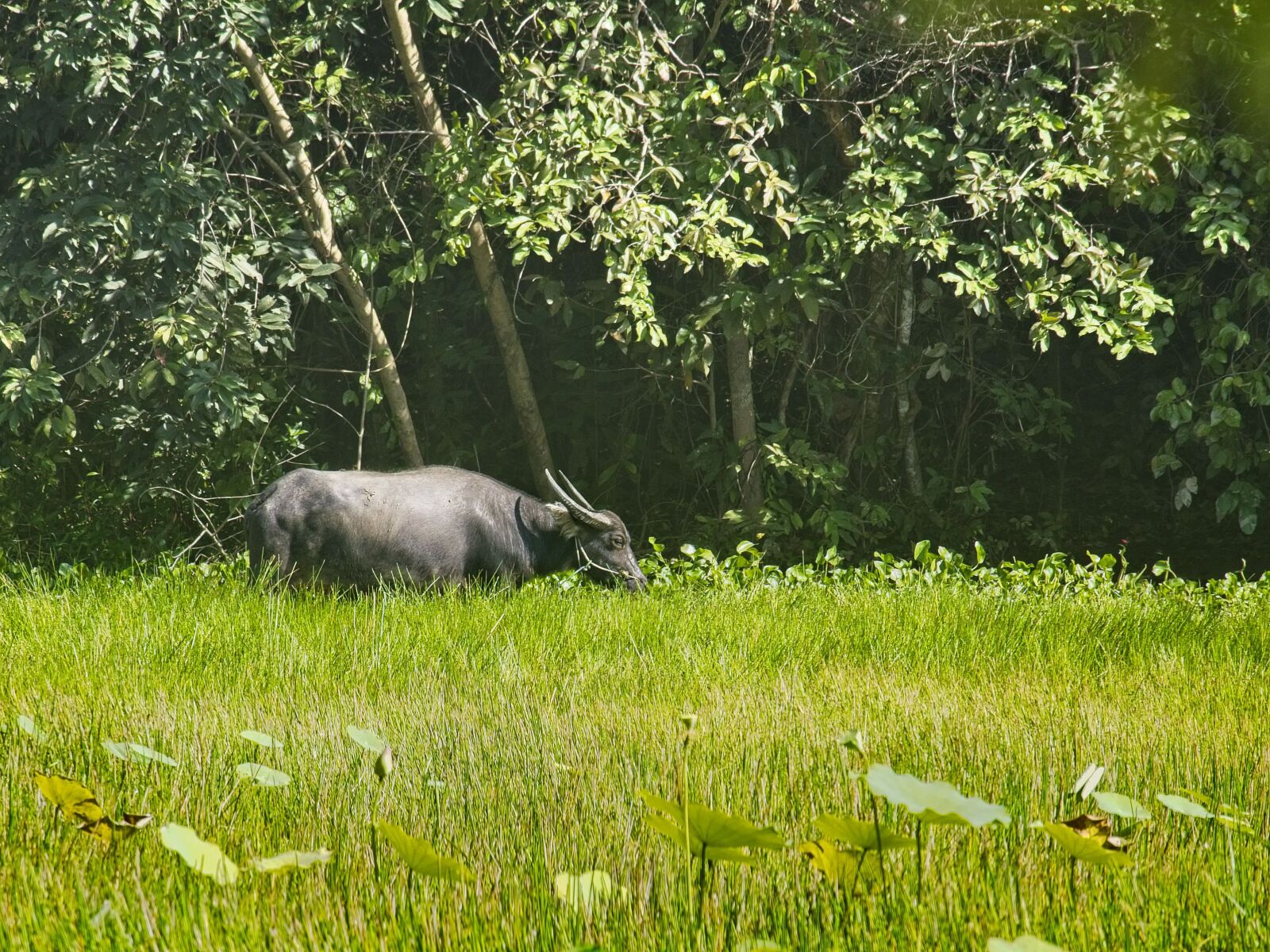 Olympus OM-D E-M10 II sample photo. Animal, camboya, asiático photography