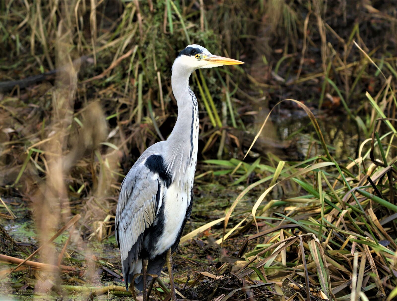Canon EOS 7D Mark II sample photo. Heron, wading bird, animal photography