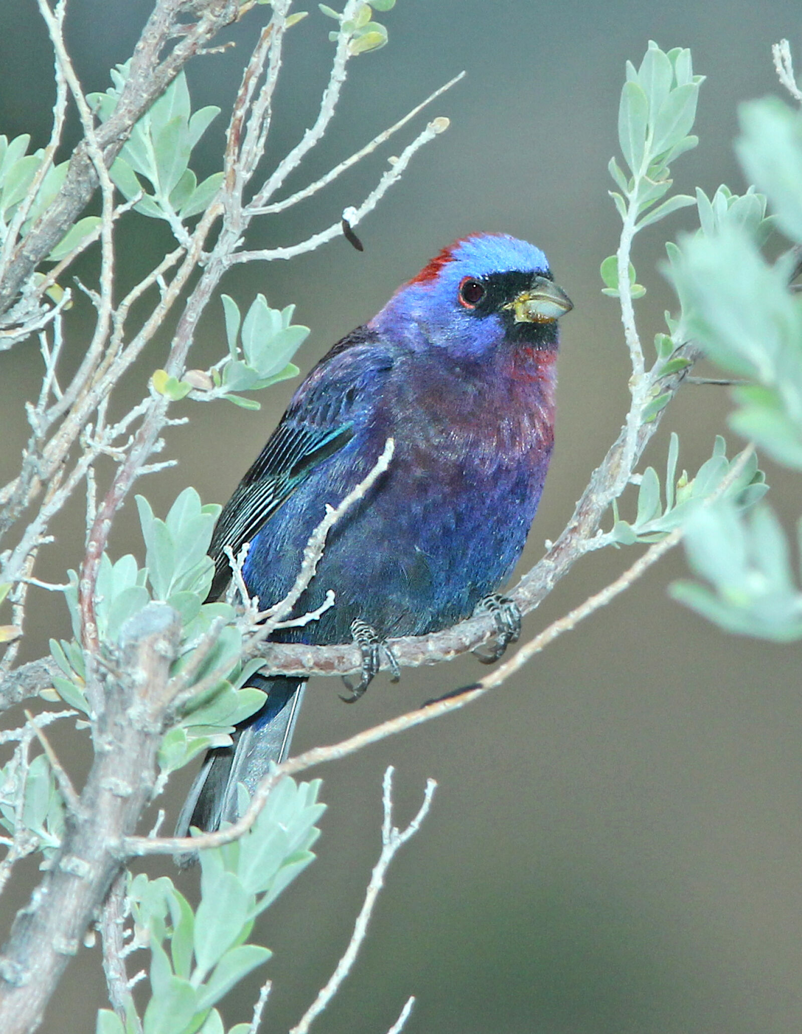 Canon EF 300mm F4L IS USM sample photo