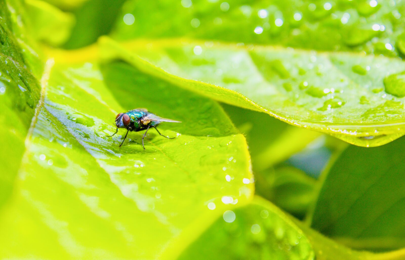 Canon EOS 1300D (EOS Rebel T6 / EOS Kiss X80) sample photo. Fly, outside, leaf photography