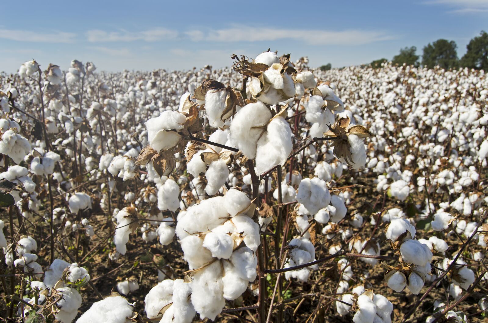 Nikon D5100 sample photo. Cotton, cotton field, white photography