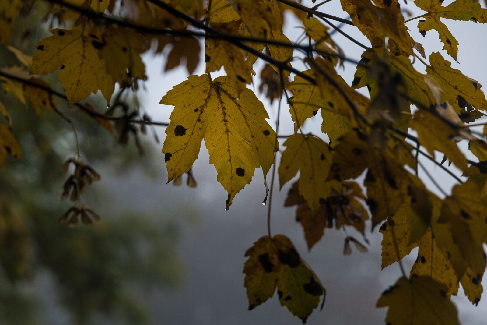 Canon EOS R sample photo. Leaf, autumn, leaves photography