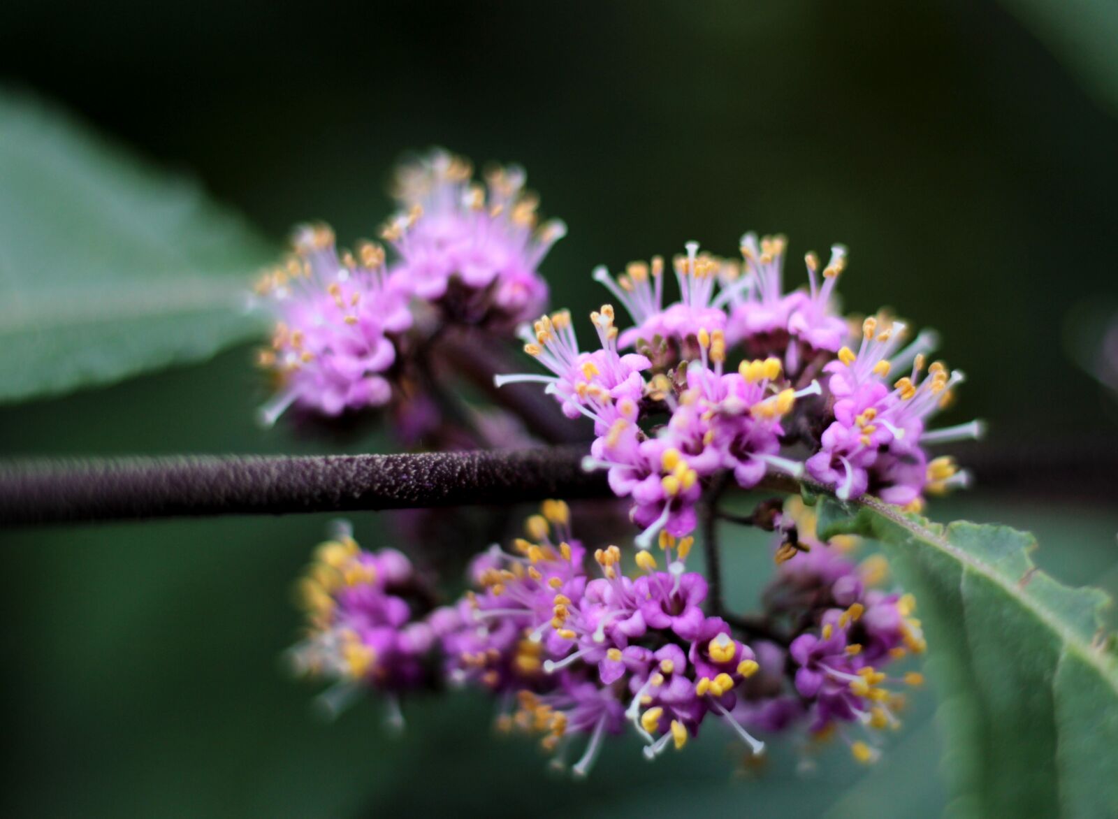 Canon EOS 600D (Rebel EOS T3i / EOS Kiss X5) sample photo. Shrub bodnieri profusion, clean photography