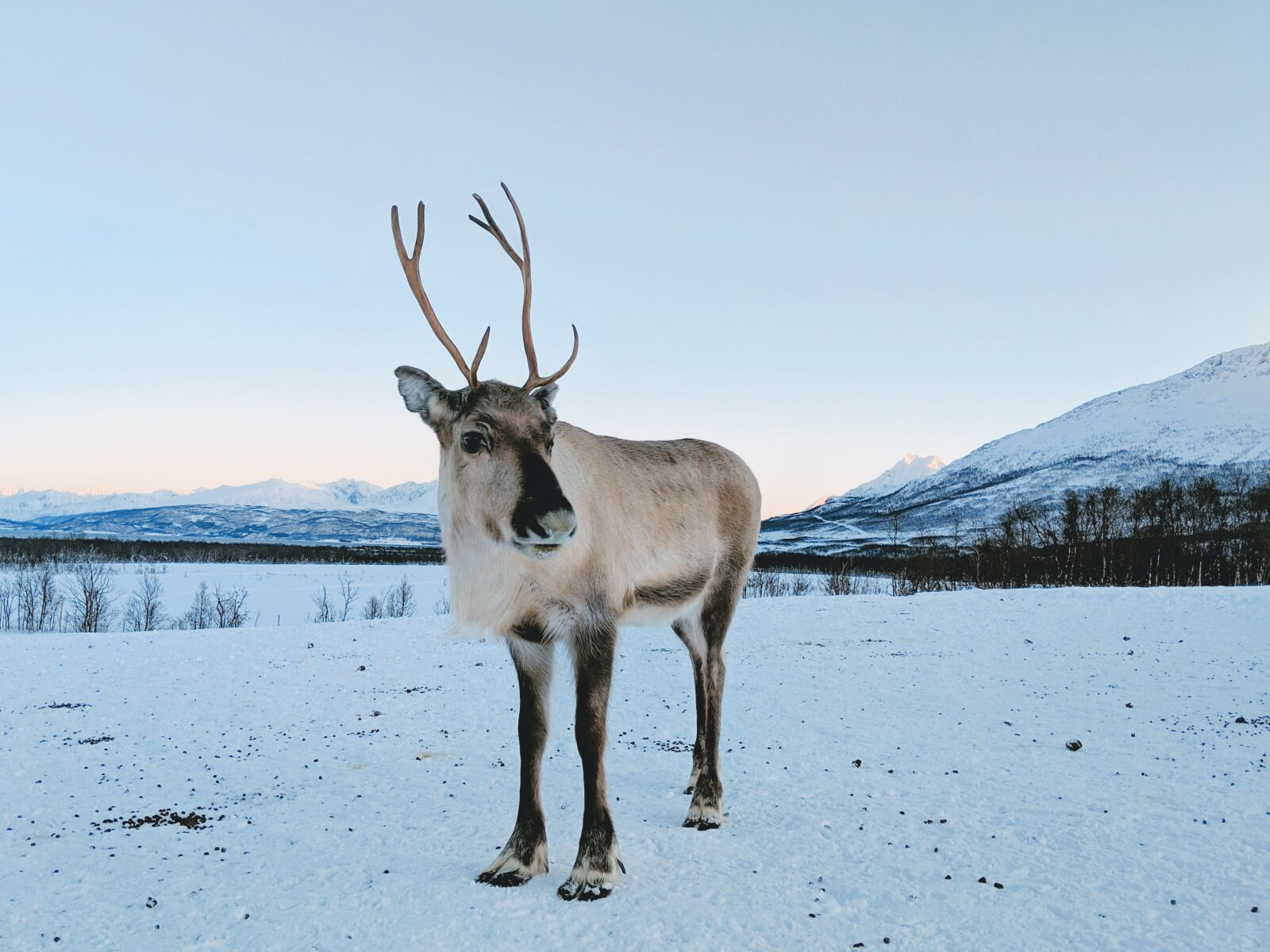 Google Pixel 2 XL sample photo. Reindeer, deer, snow photography