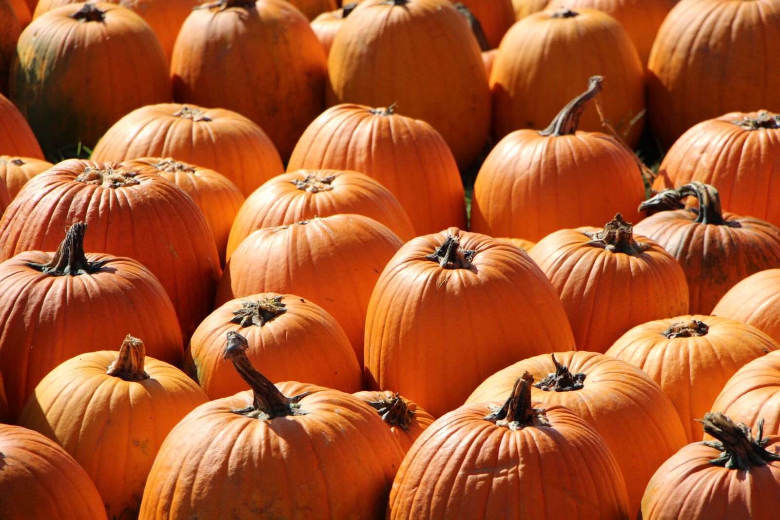 Canon EOS 650D (EOS Rebel T4i / EOS Kiss X6i) sample photo. Pumpkins, farm, harvest photography