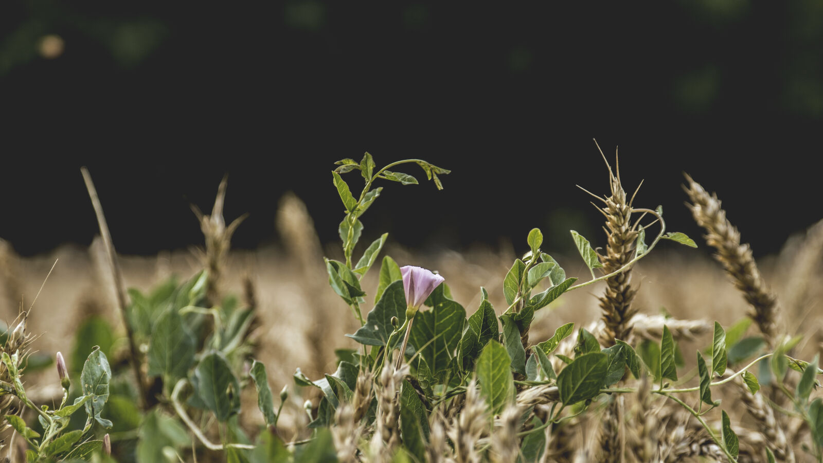 24-70mm F2.8-2.8 SSM sample photo. Nature, wheat, wheat, grass photography