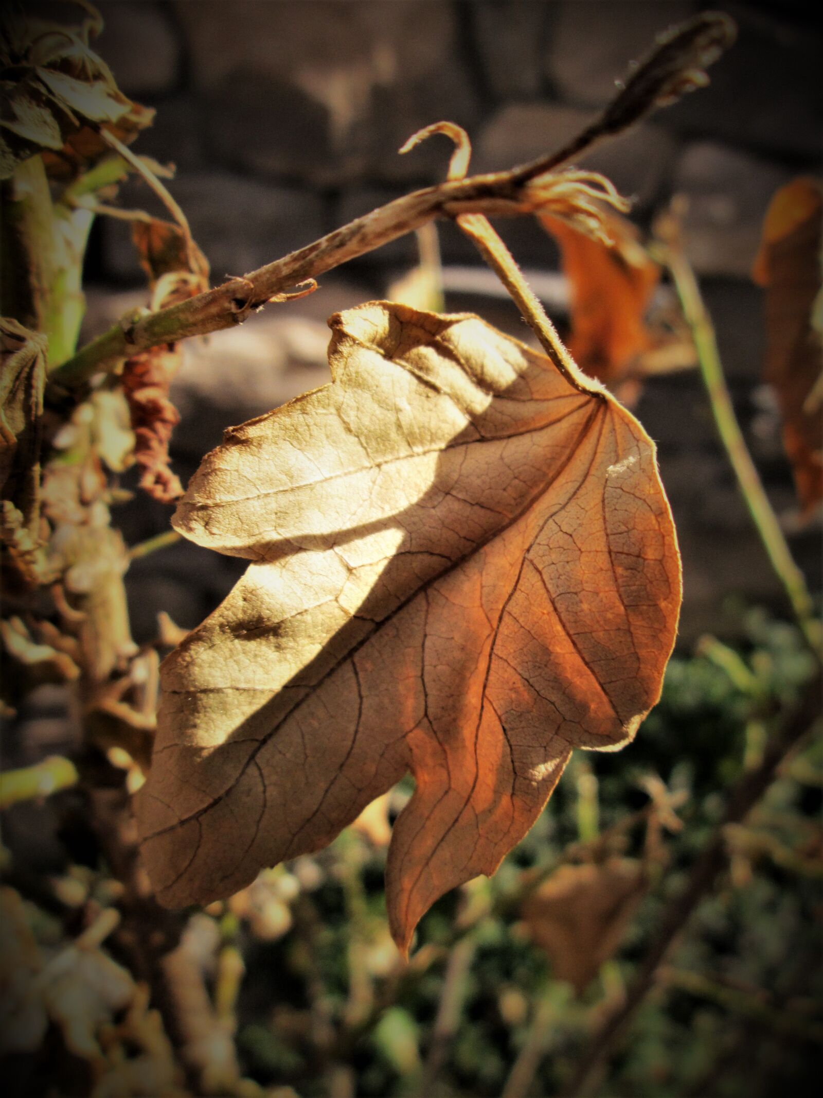 Canon PowerShot A1300 sample photo. Leaf, dry, autumn photography