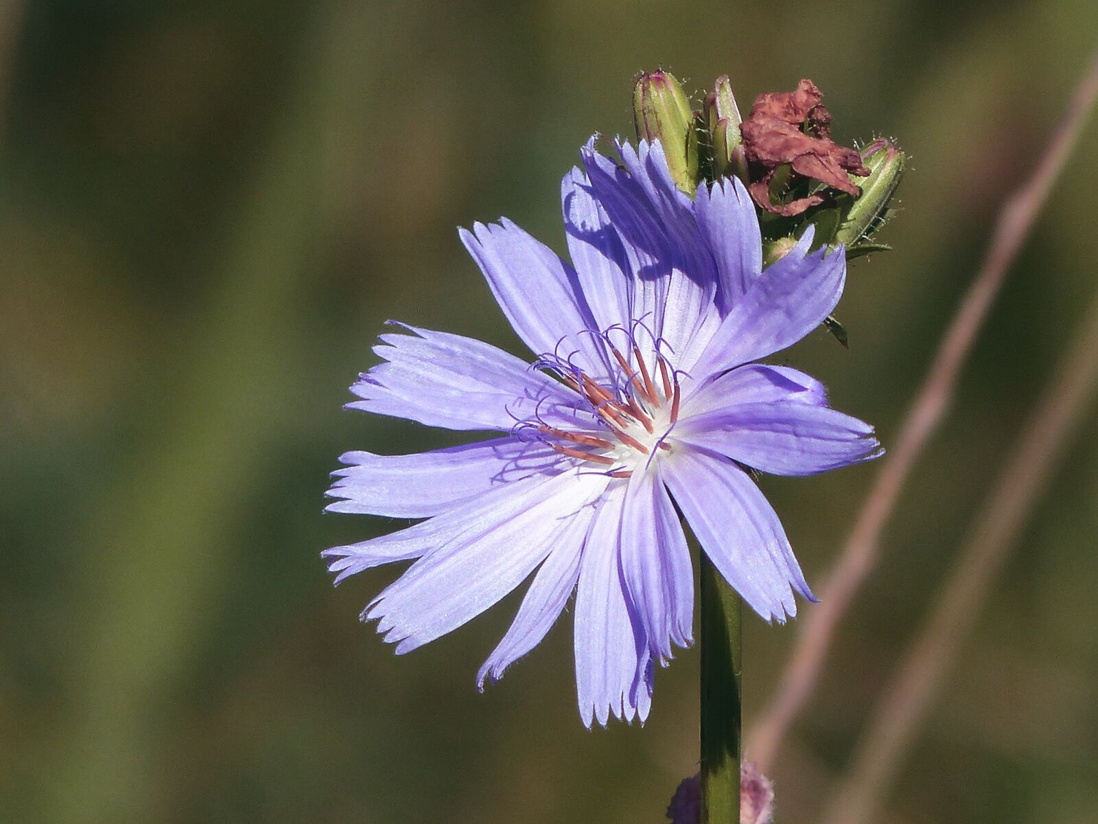 Panasonic Lumix DMC-FZ200 sample photo. Wild flower, pointed flower photography