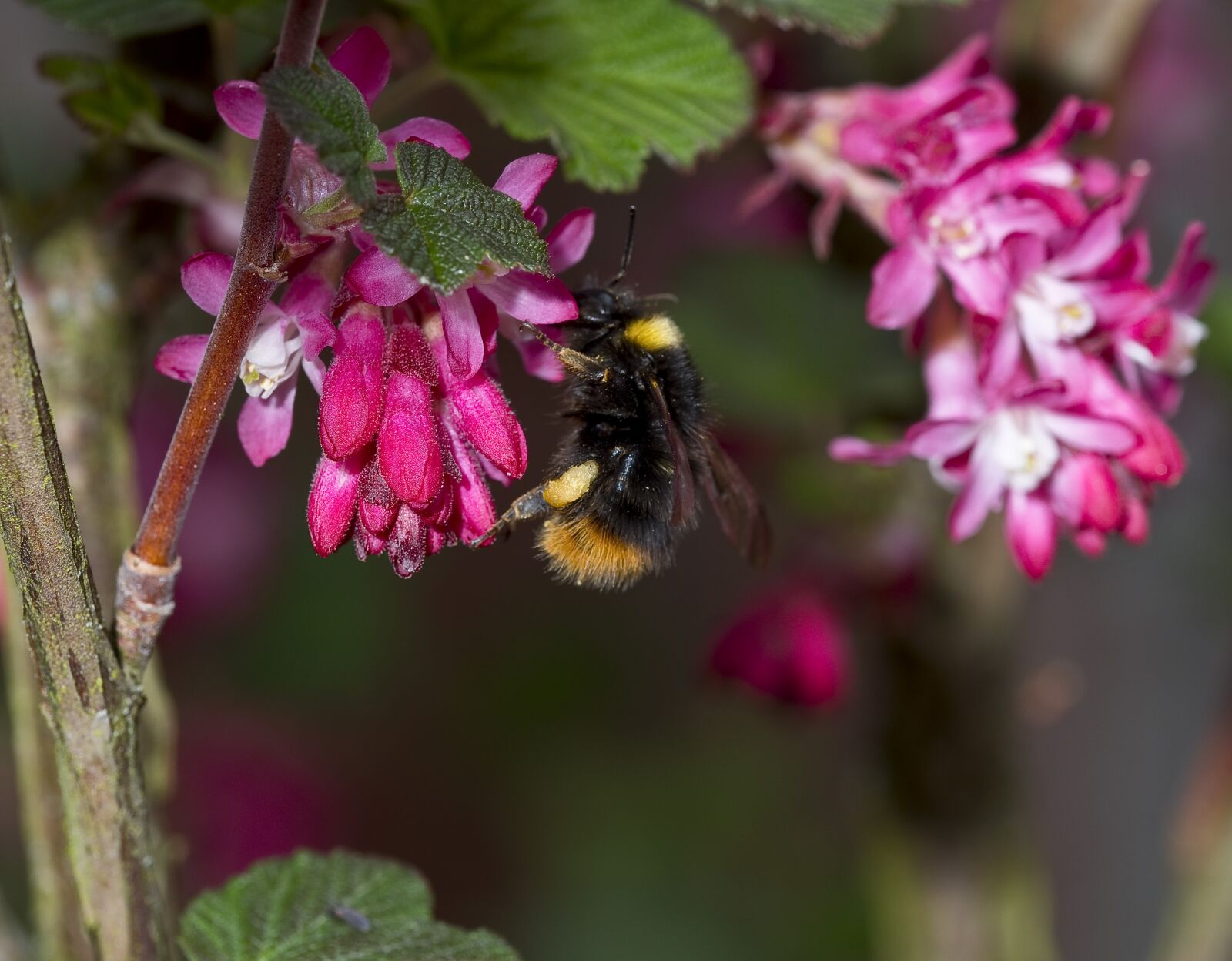 Nikon D500 sample photo. Nature, hummel, pollination photography
