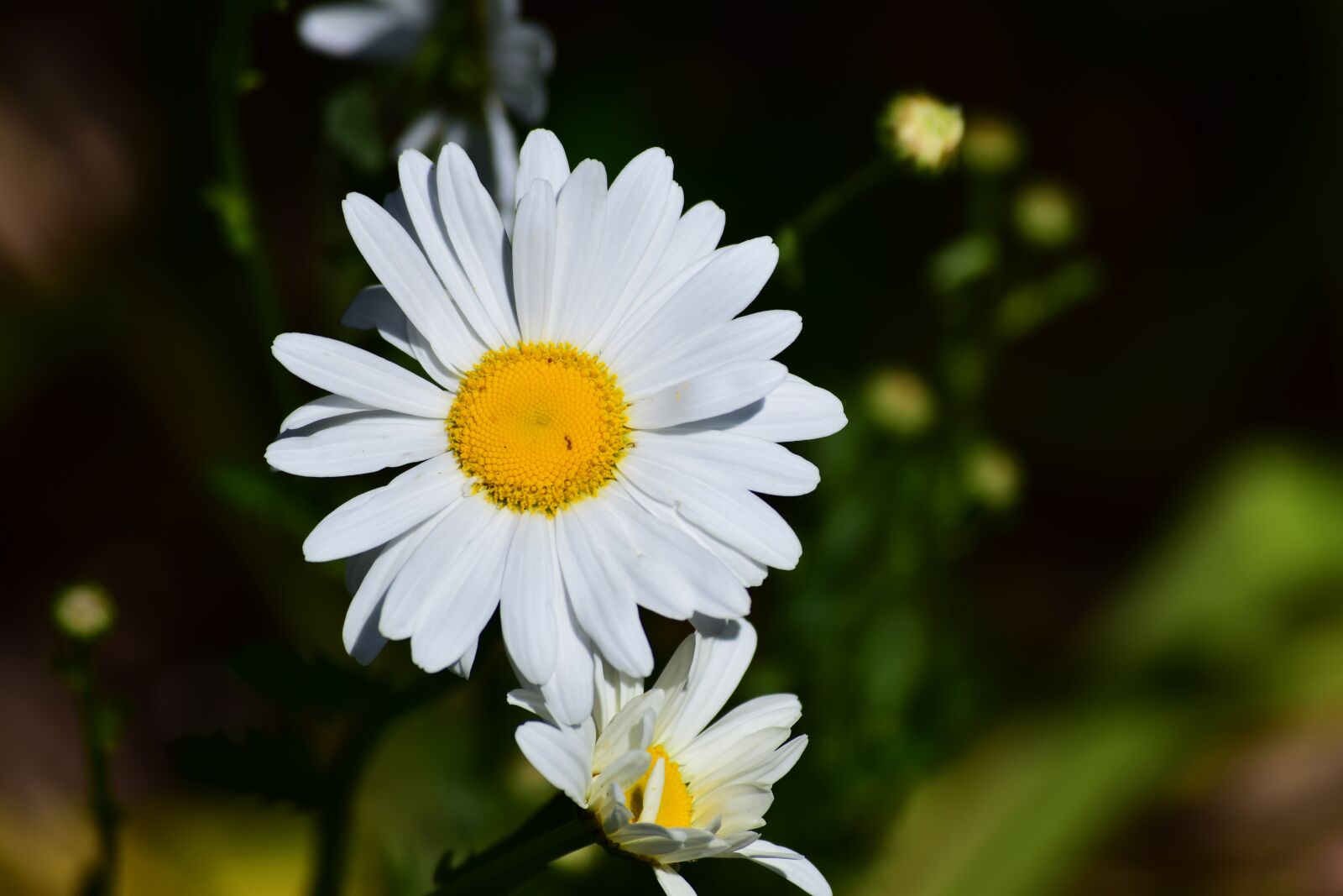 Nikon D5300 sample photo. Marguerite, daisy, tree daisy photography