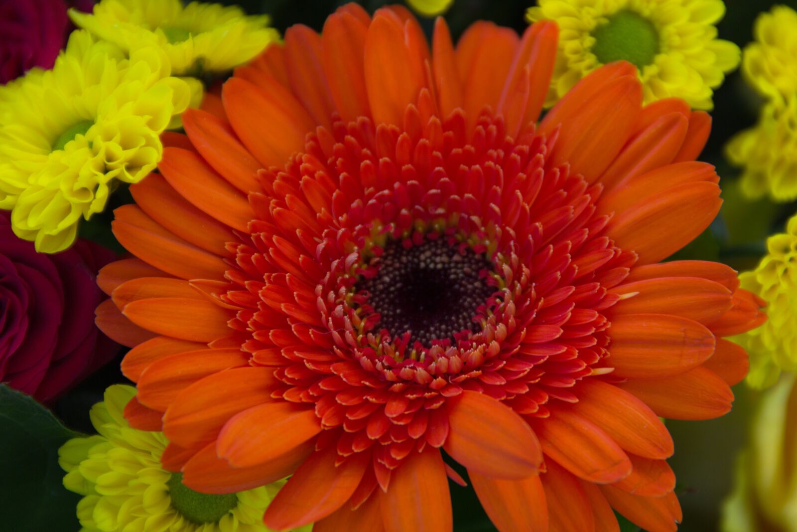 Canon EF-S 18-135mm F3.5-5.6 IS sample photo. Chrysanthemum, yellow, gerbera photography