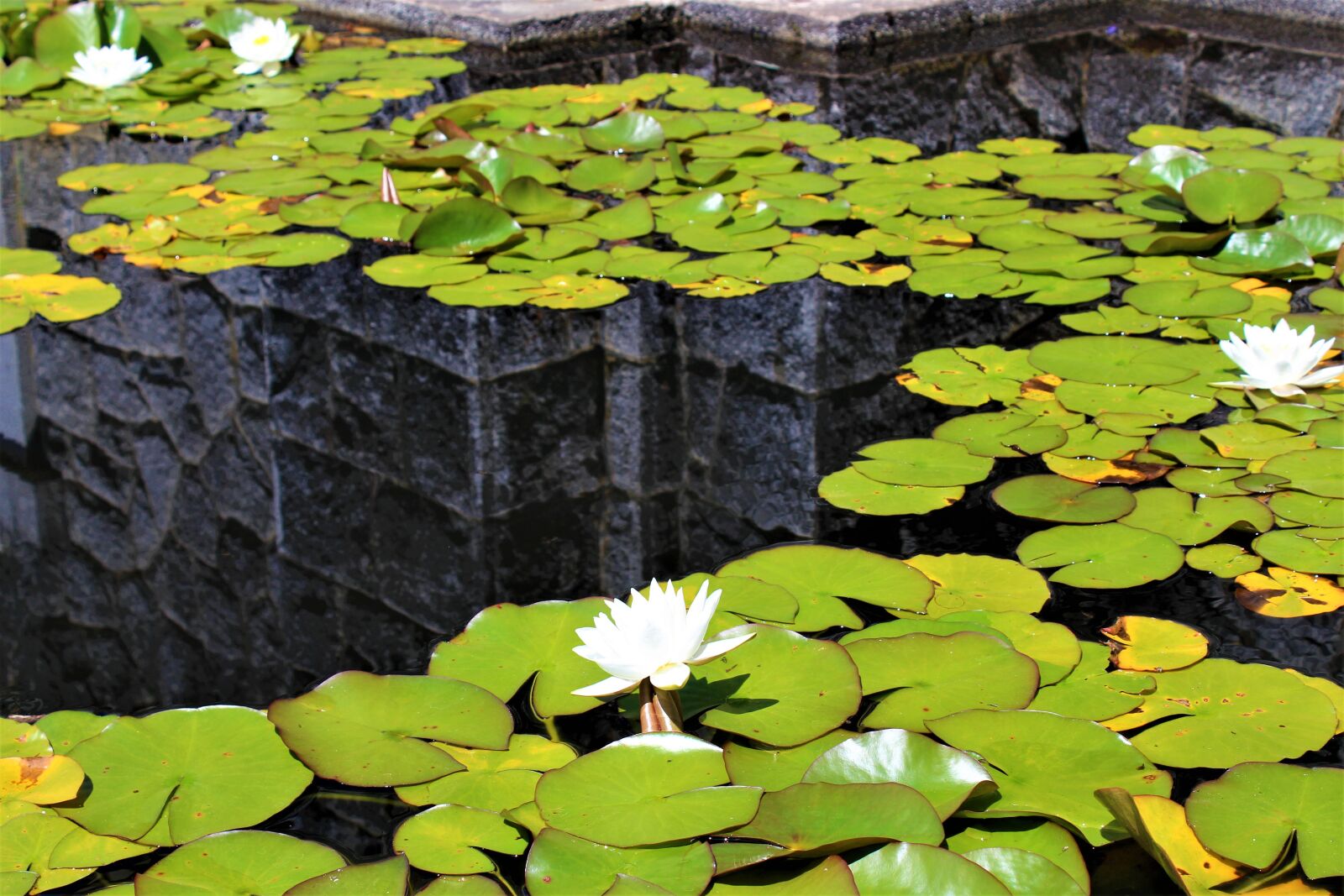 Canon EOS 1300D (EOS Rebel T6 / EOS Kiss X80) sample photo. Reflection, pond, waterlilies photography
