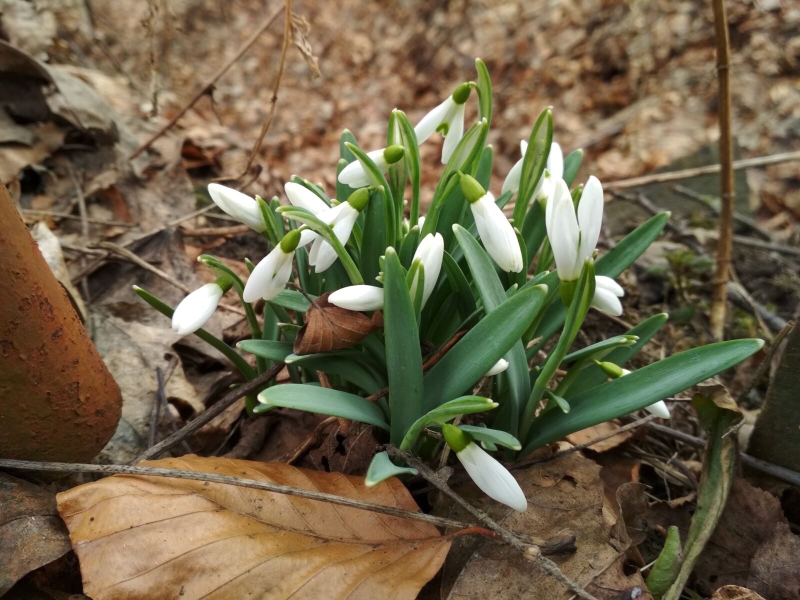 Xiaomi Redmi 4X sample photo. Snowdrop, flower photography