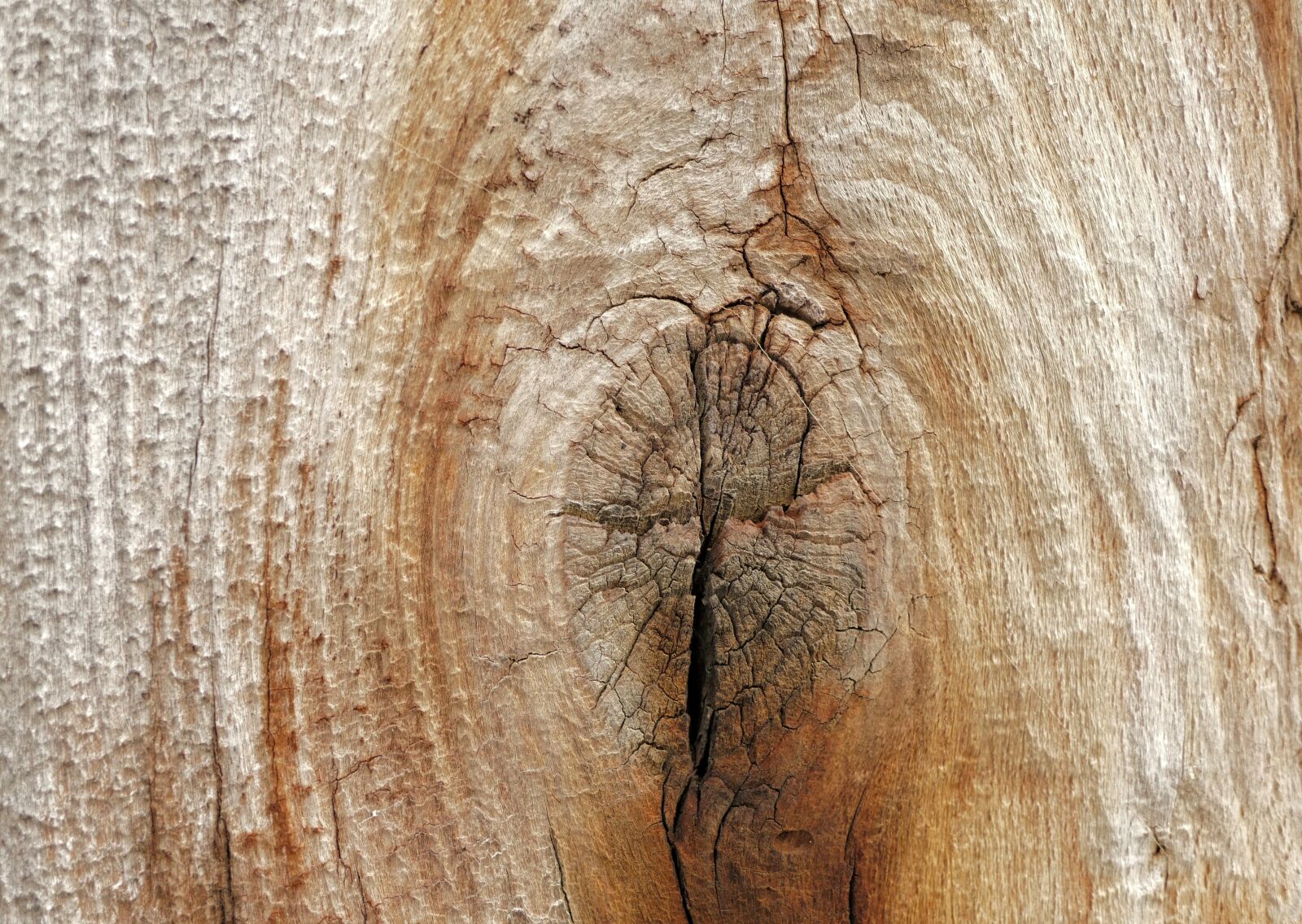 Panasonic Lumix DMC-FZ1000 sample photo. Wood, structure, textures photography