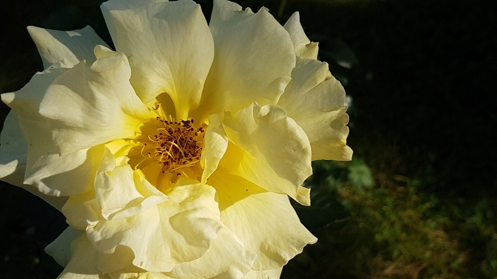 Samsung Galaxy S7 sample photo. Rose, boxer shorts, yellow photography