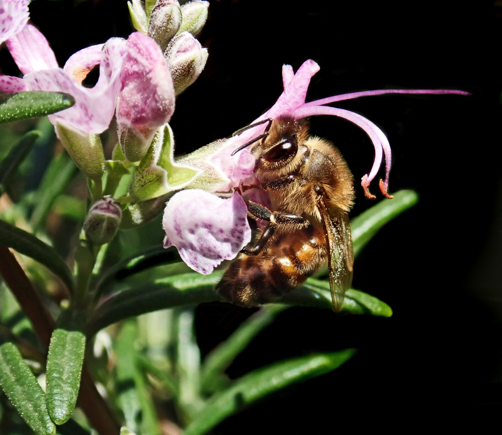 Olympus TG-5 sample photo. Bee insect, pollen, pink photography
