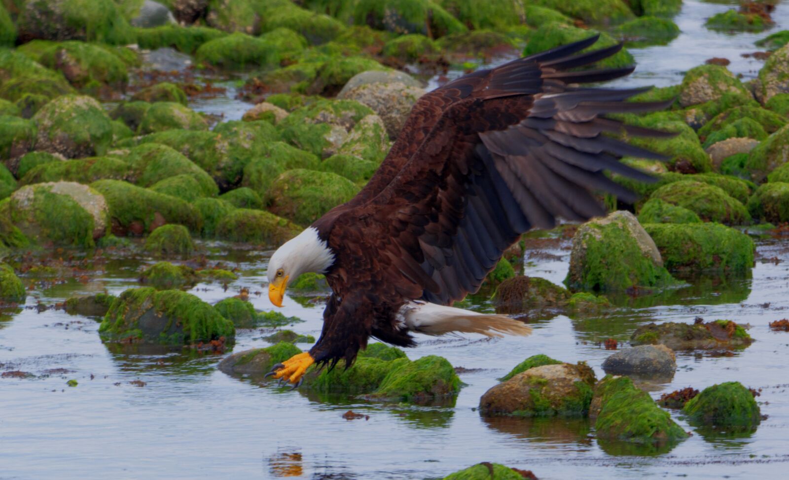 Nikon D5600 sample photo. Bald eagle, canada, eagle photography