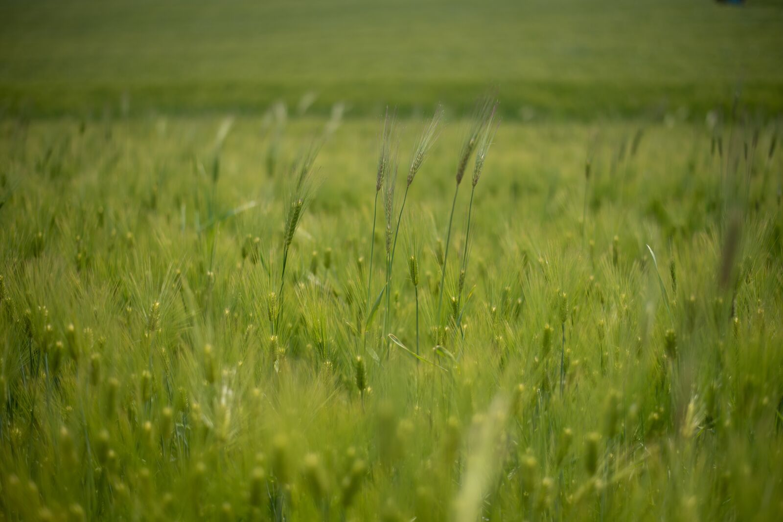 Nikon D750 sample photo. Cheongbori, barley lawn, plants photography