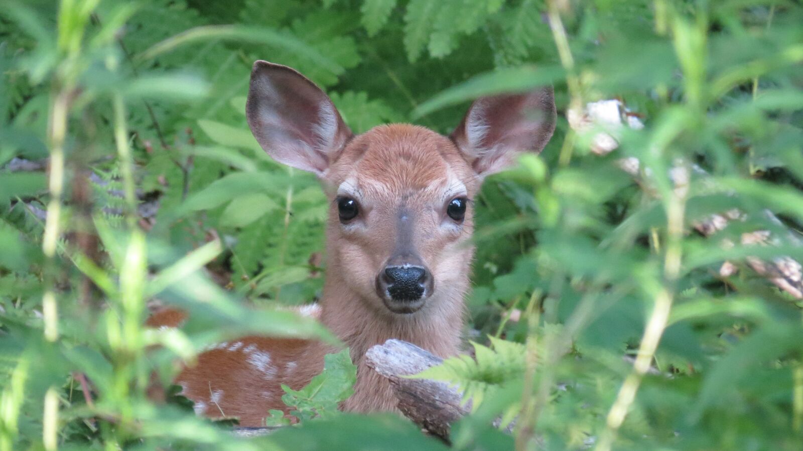 Canon PowerShot SX40 HS sample photo. Deer, fawn, nature photography