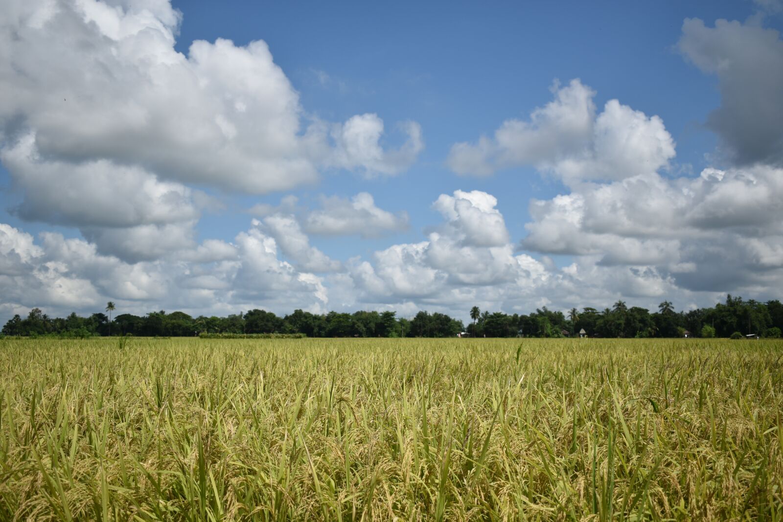Nikon D3500 sample photo. Crop, field, rice photography