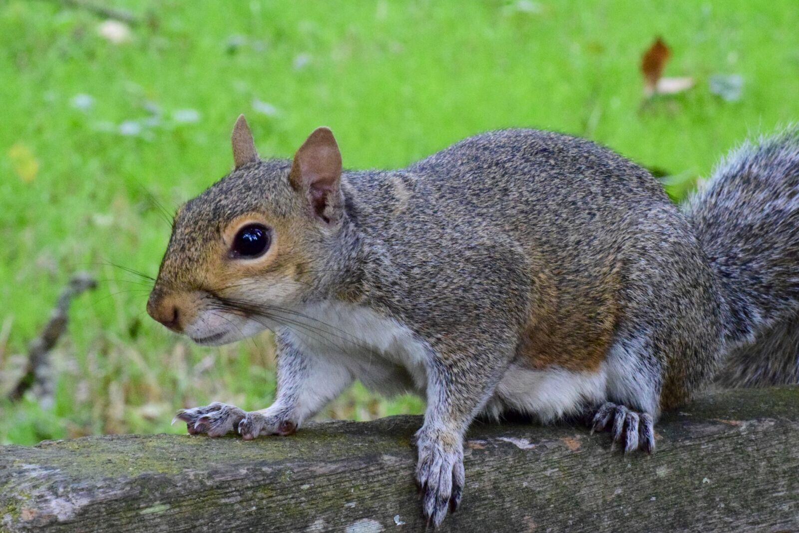 Nikon D5300 sample photo. Squirrel, rodent, mammal photography