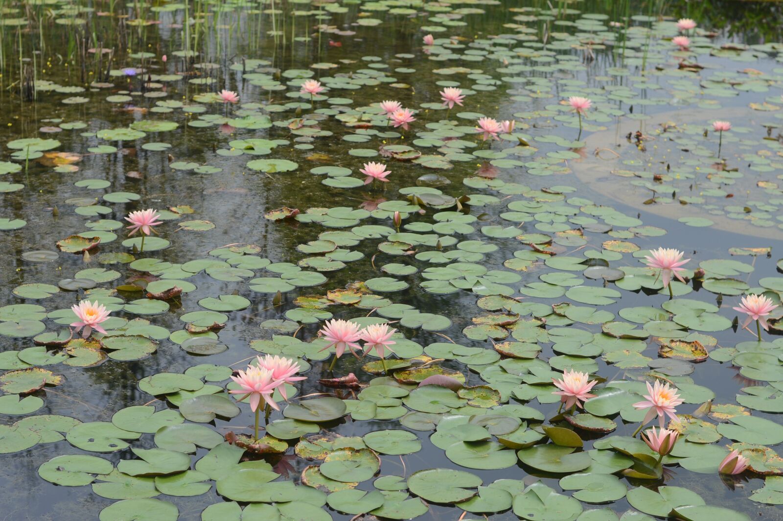 Nikon D3200 sample photo. Flowers, natural, pond photography
