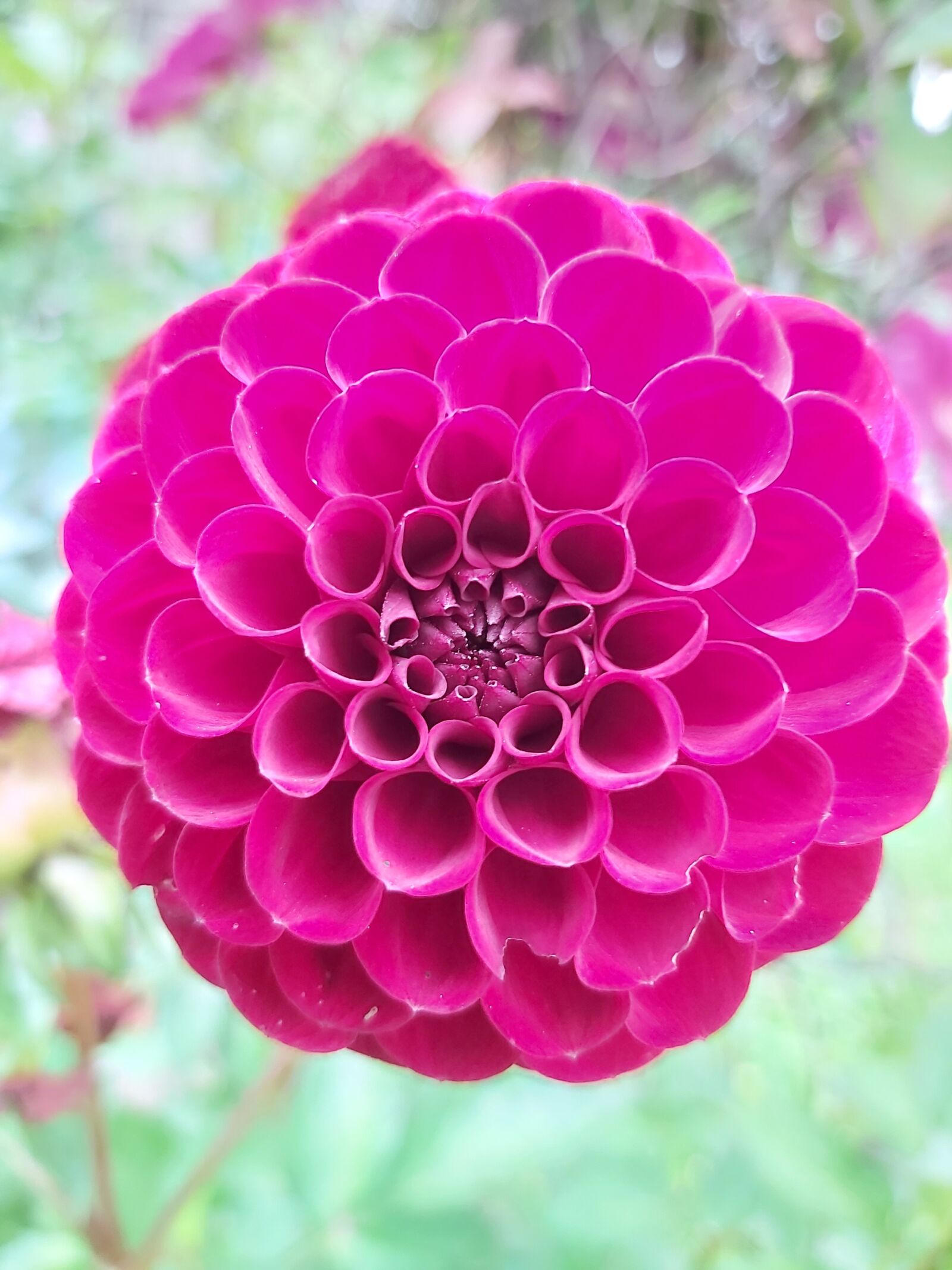 Samsung Galaxy A70 sample photo. Dhalia, flower, garden photography
