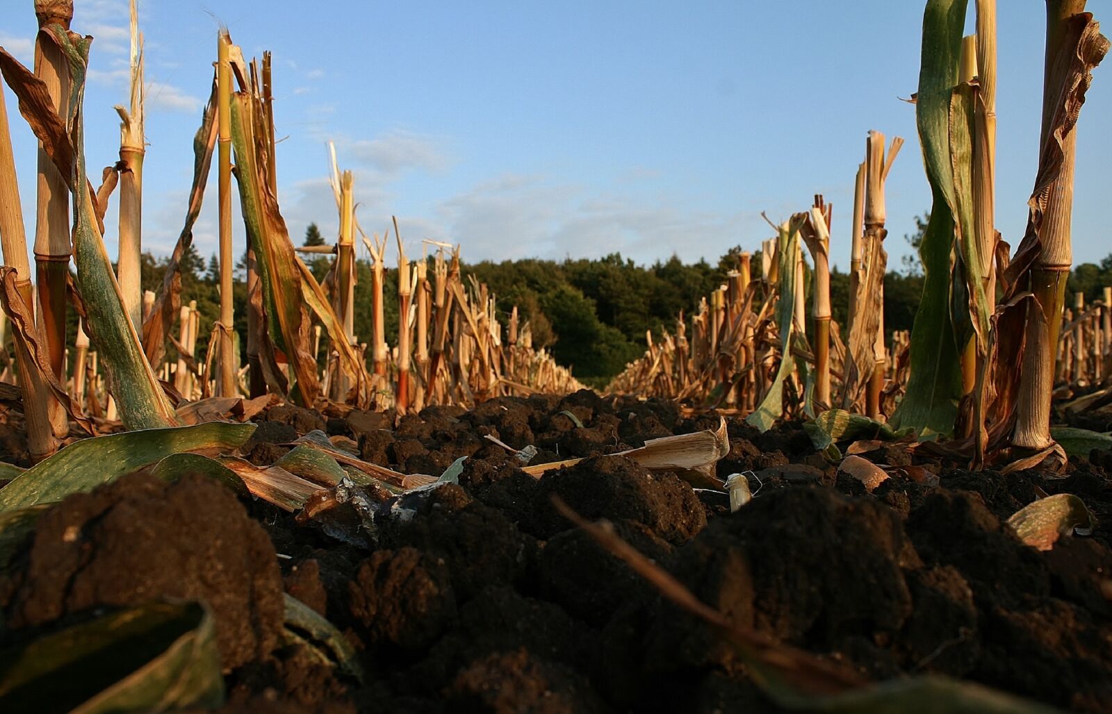 Canon EOS 400D (EOS Digital Rebel XTi / EOS Kiss Digital X) sample photo. Arable, stubble, ground photography