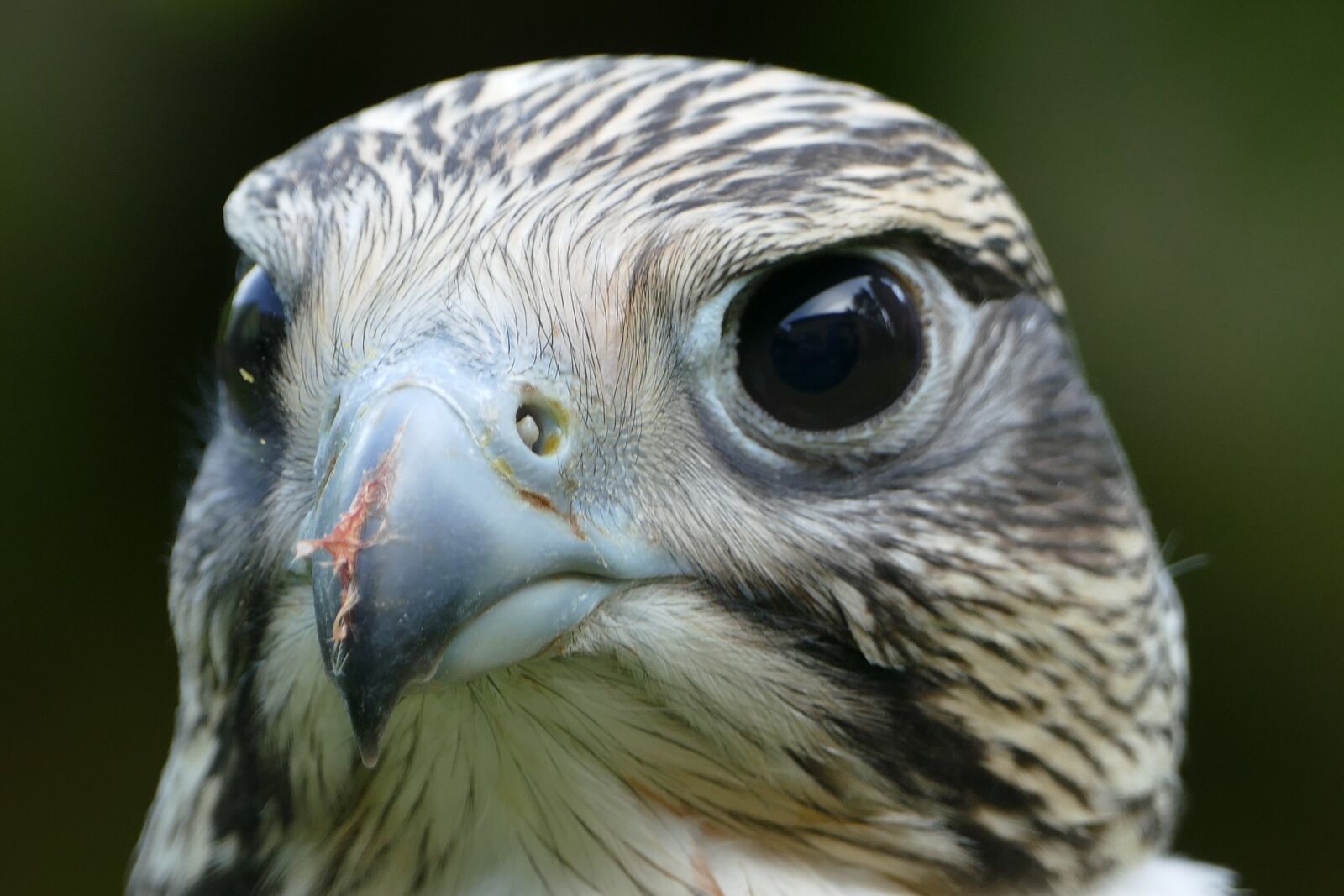Panasonic Lumix DMC-FZ1000 sample photo. Falcon, raptor, bird photography