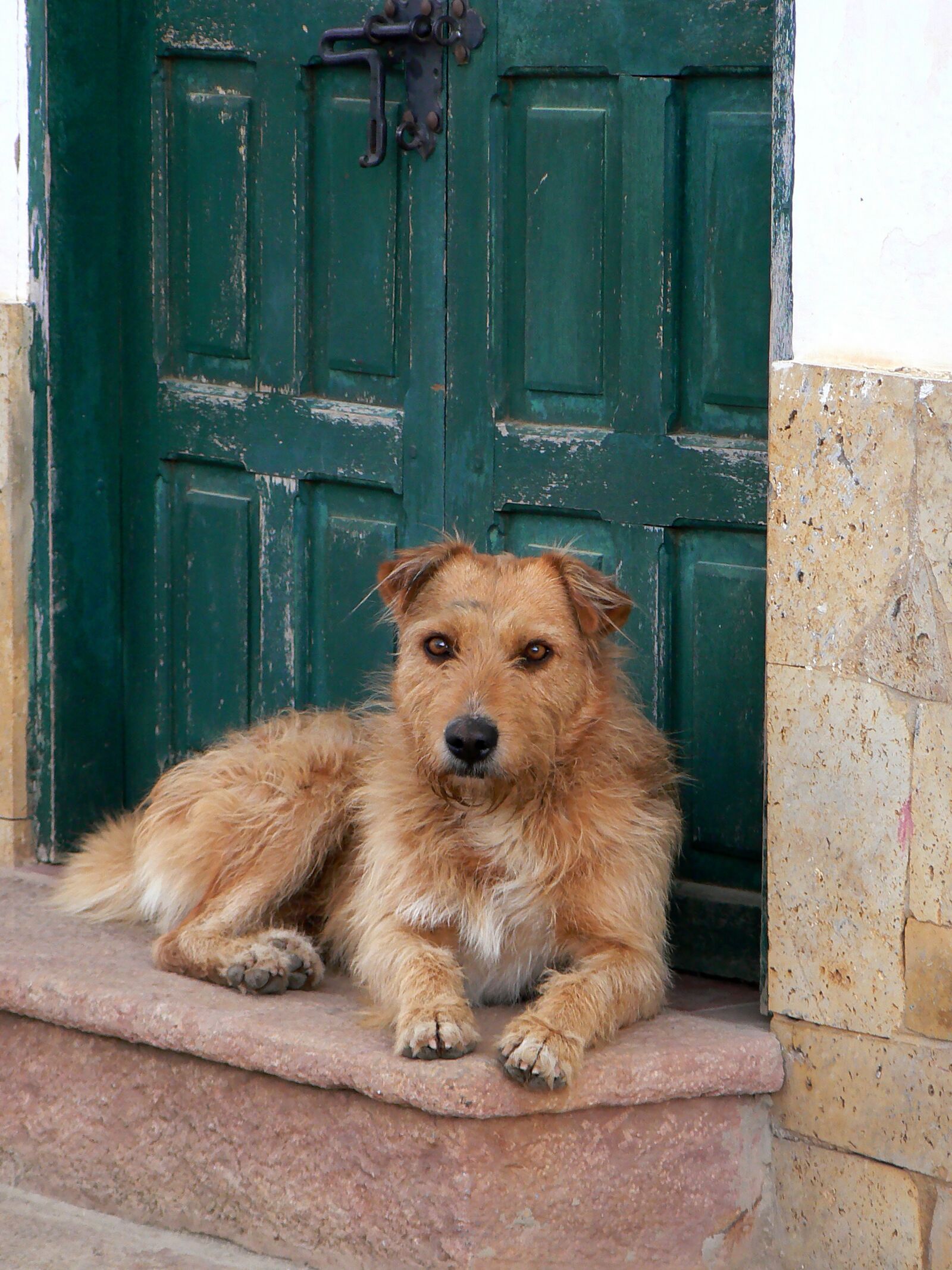 Panasonic DMC-FZ7 sample photo. Villa de leyva, dog photography