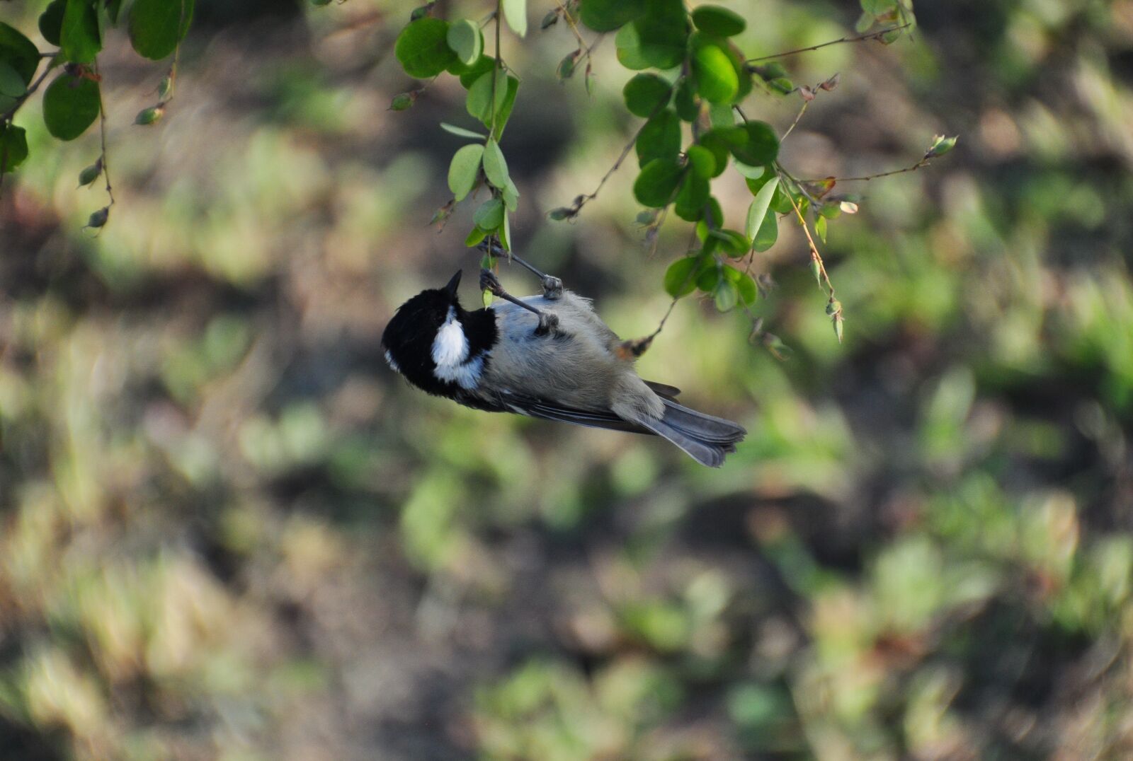 Nikon D5000 sample photo. Spring bird, bird, spring photography