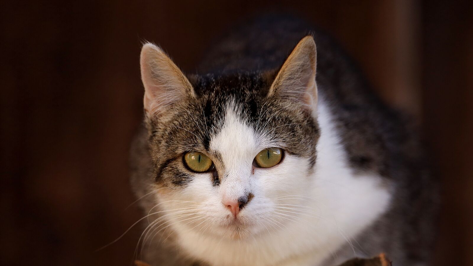 150-600mm F5-6.3 DG OS HSM | Contemporary 015 sample photo. Cat, cat face, cat's photography
