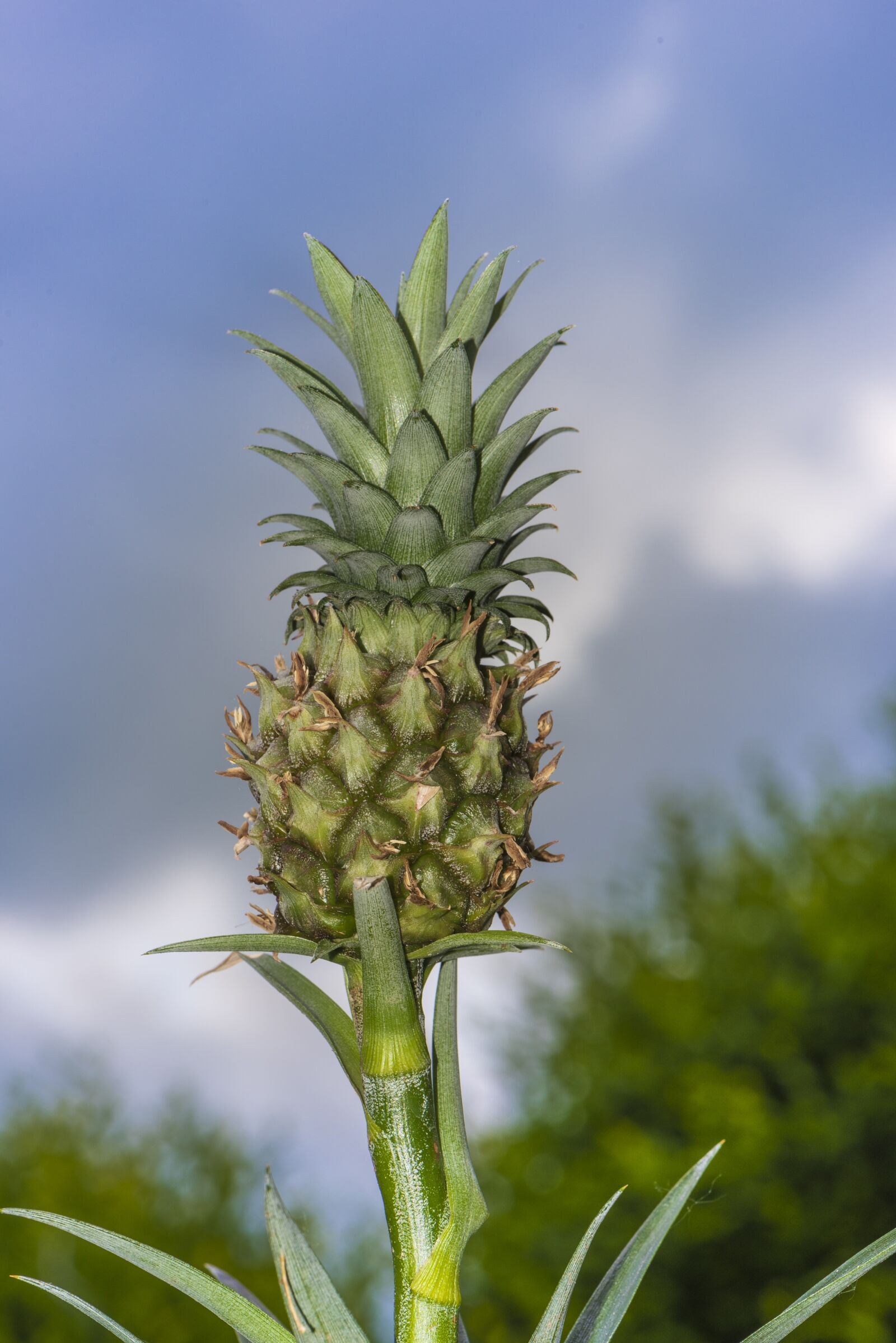 Nikon D750 sample photo. Mini pineapple, pineapple, plan photography