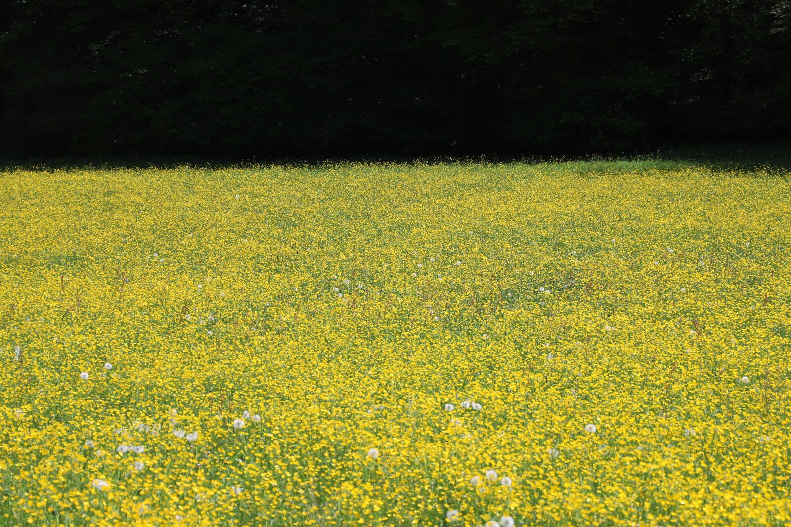 Canon EOS 6D Mark II sample photo. Meadow, wide, landscape photography
