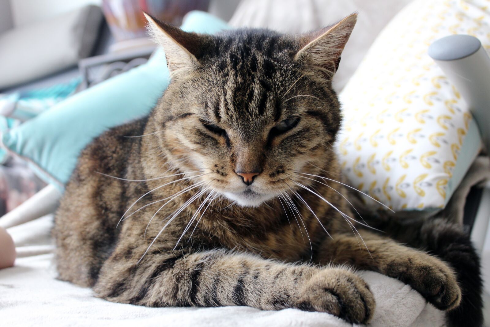 Canon EOS 1200D (EOS Rebel T5 / EOS Kiss X70 / EOS Hi) sample photo. Cat, animal, company photography