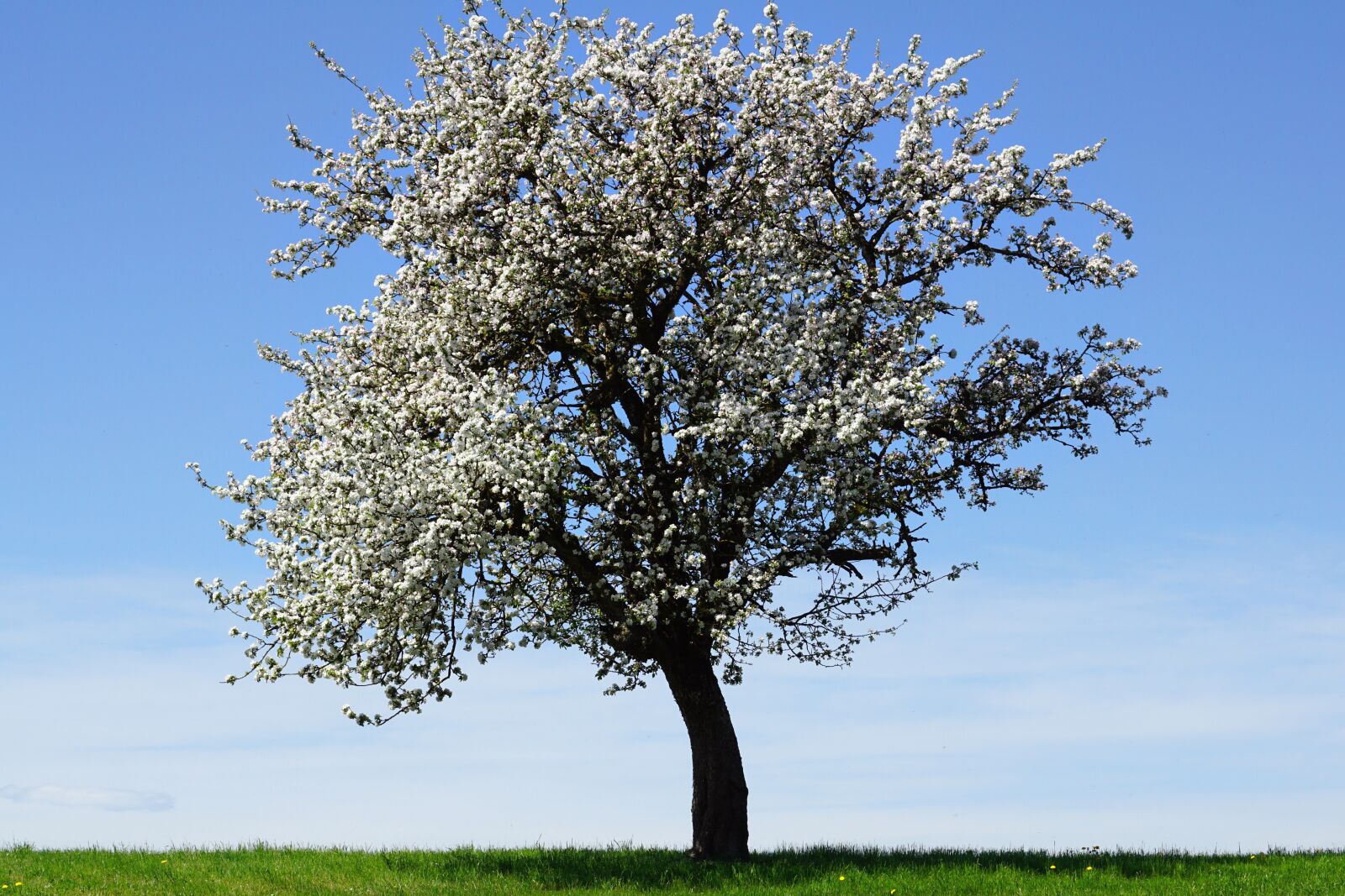 Sony DT 55-300mm F4.5-5.6 SAM sample photo. Apple tree, flowers, apple photography