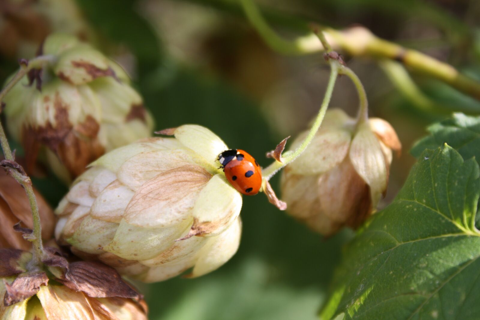 Canon EOS 1000D (EOS Digital Rebel XS / EOS Kiss F) sample photo. Hops, beetle, ladybug photography