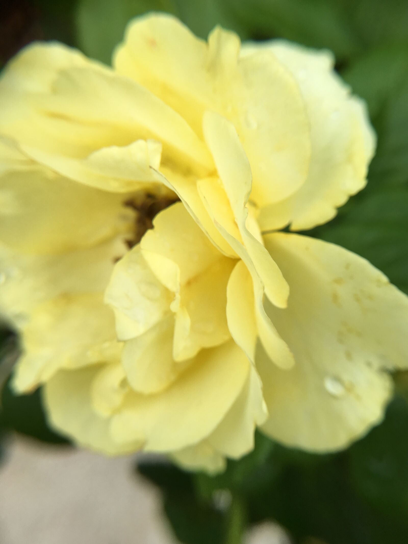 Apple iPhone 6s Plus sample photo. Yellow, rose photography