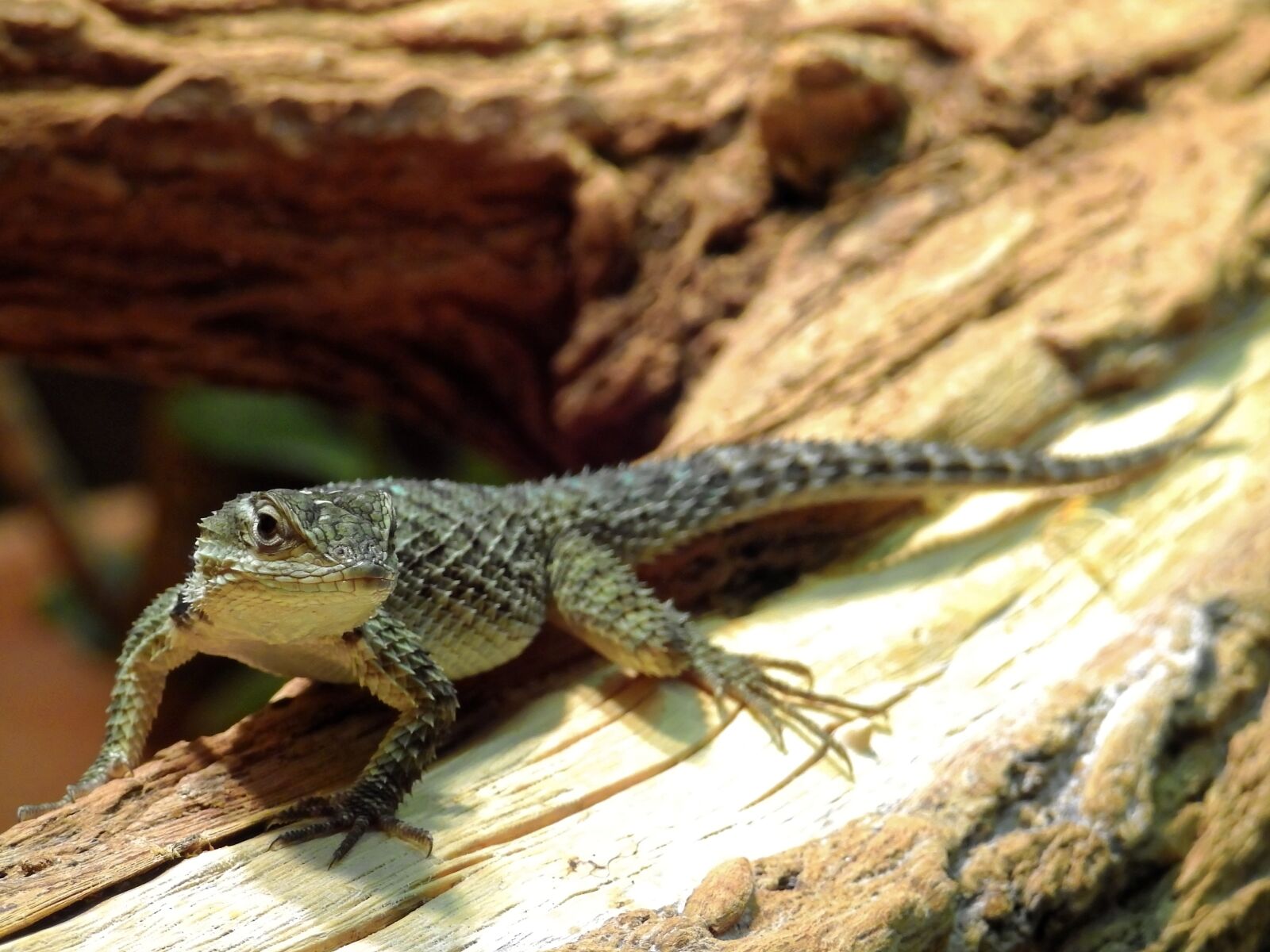 Nikon Coolpix P900 sample photo. Lizard, reptile, animal photography