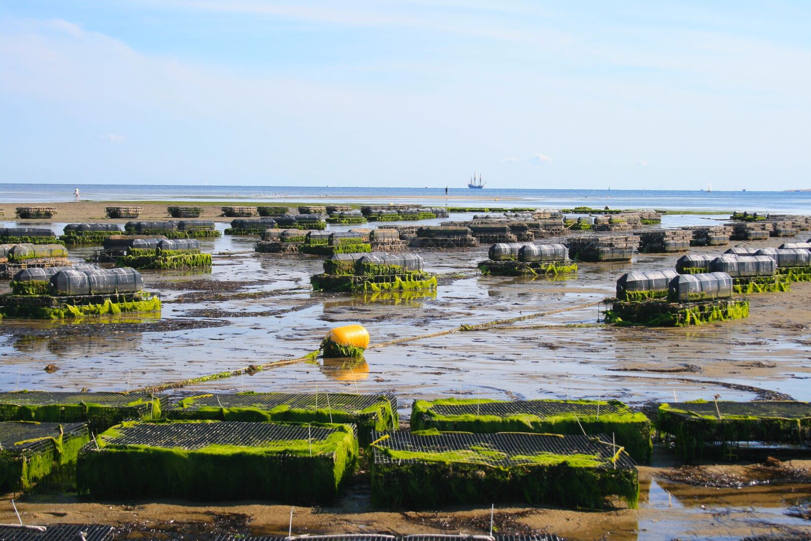 Canon EOS 400D (EOS Digital Rebel XTi / EOS Kiss Digital X) sample photo. Oyster farm, shellfish, fis photography