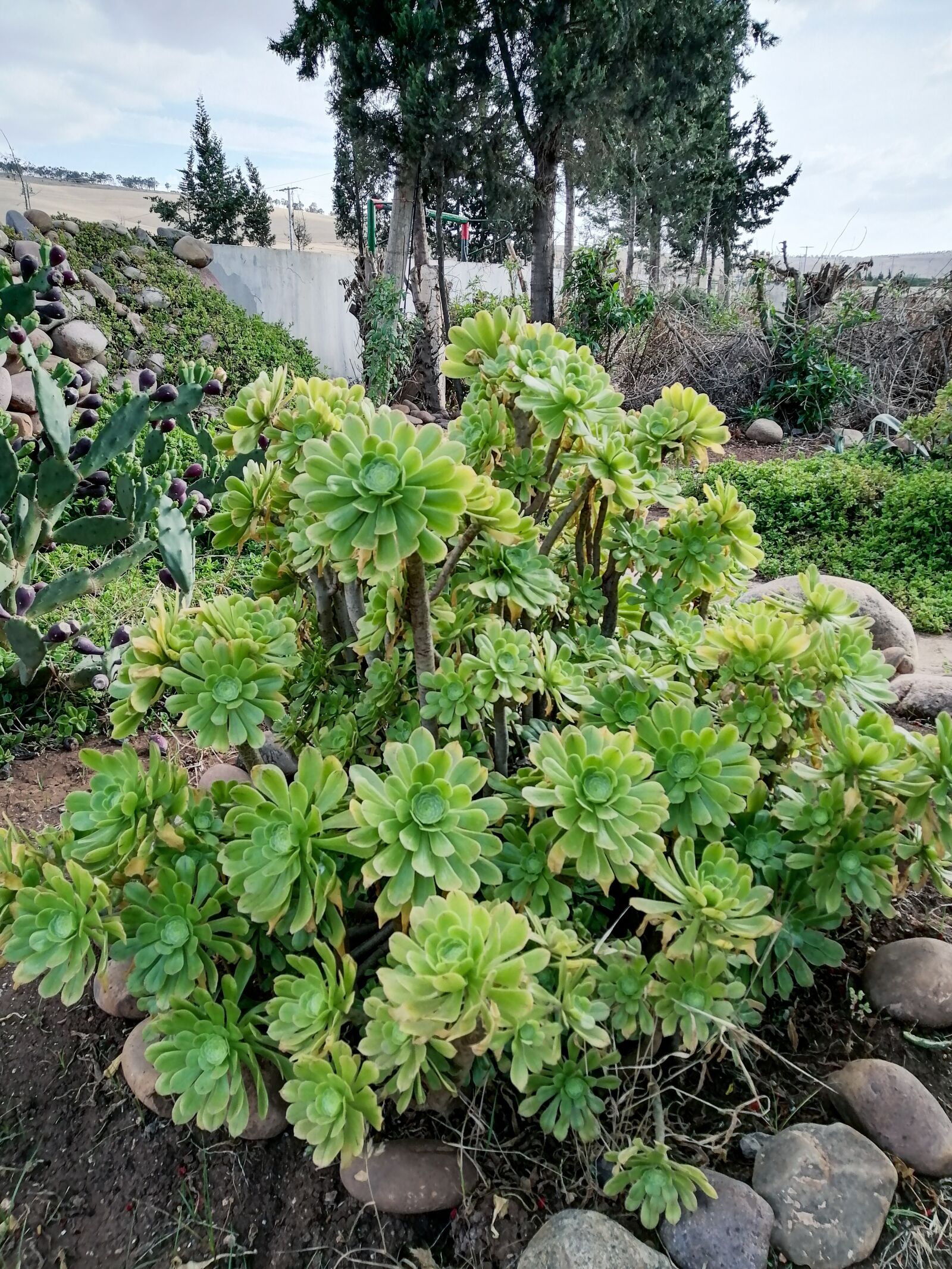 HUAWEI STK-L21 sample photo. Plant, plant heat-resistant, morocco photography